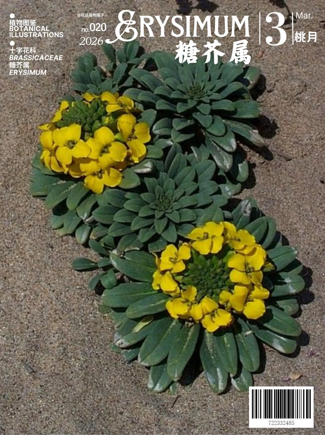 糖芥属 Erysimum