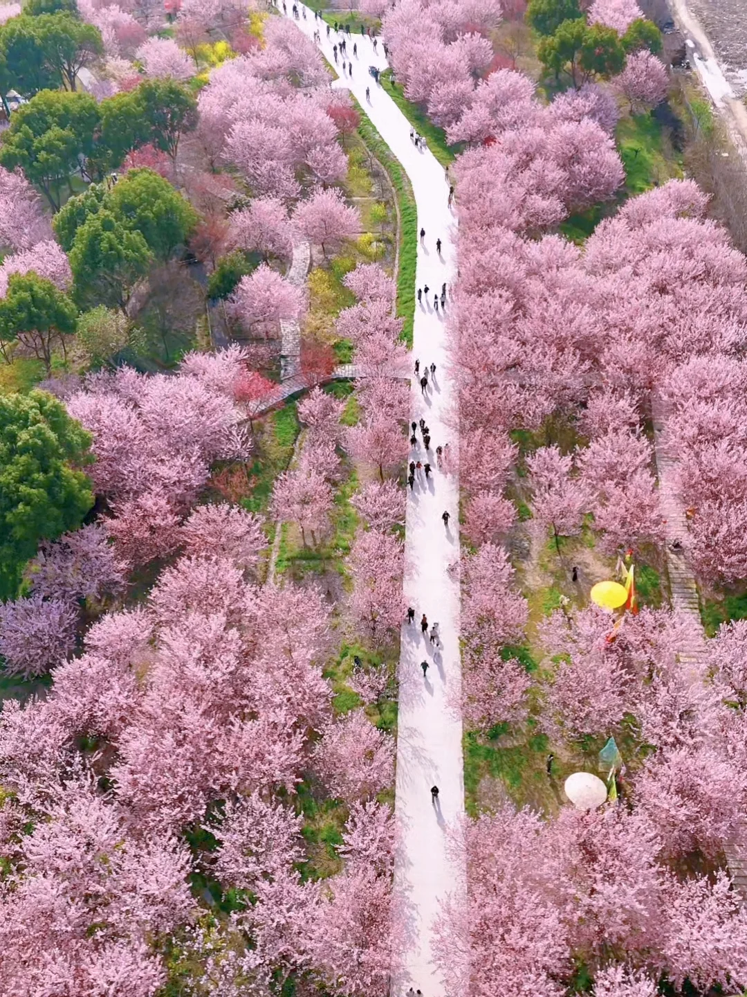不是无锡‼️浙北严重被低估的樱花林