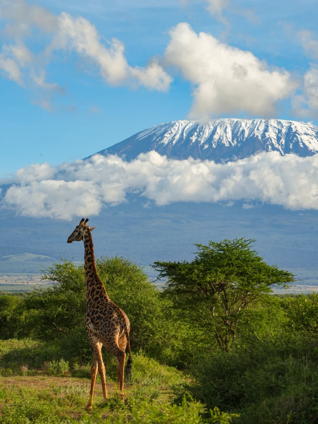终于😭我来到了地理书上的乞力马扎罗山下！