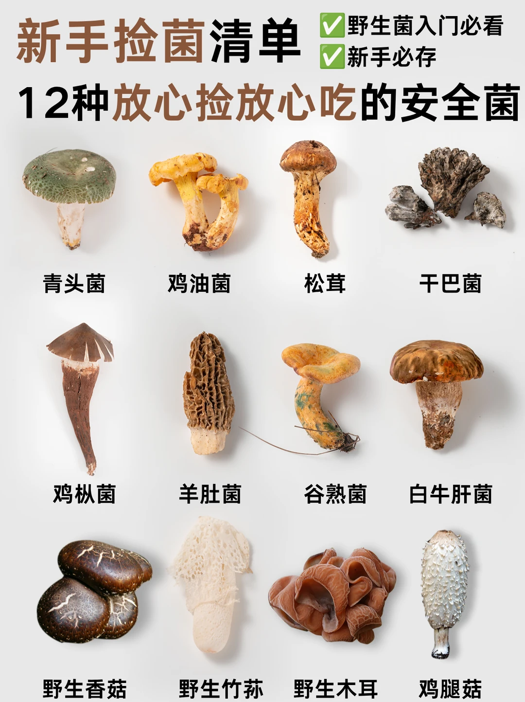 新手第一次捡菌子✅认准这12种安全菌