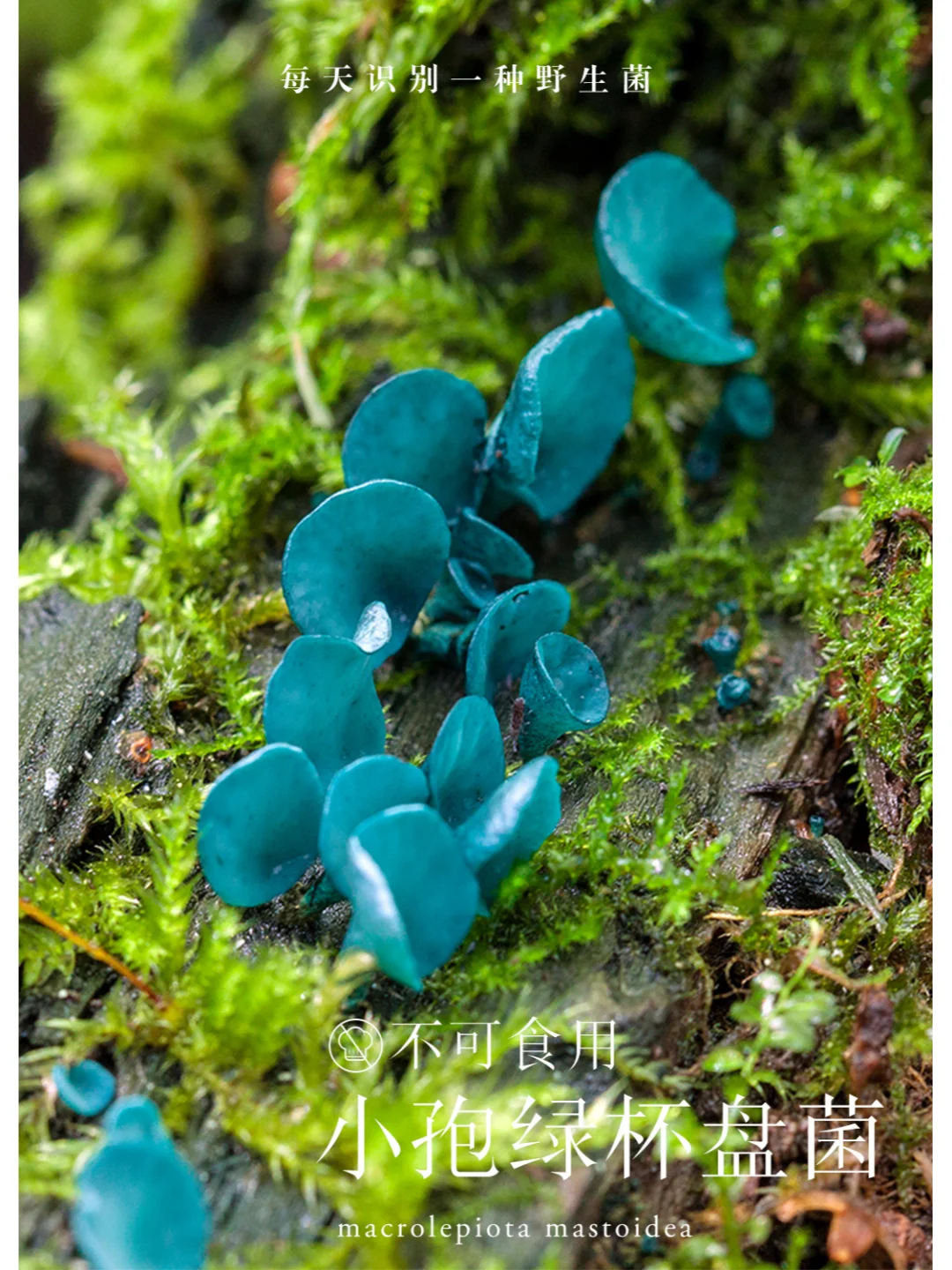 小孢绿杯盘菌，能让木材染色，提升木材价值