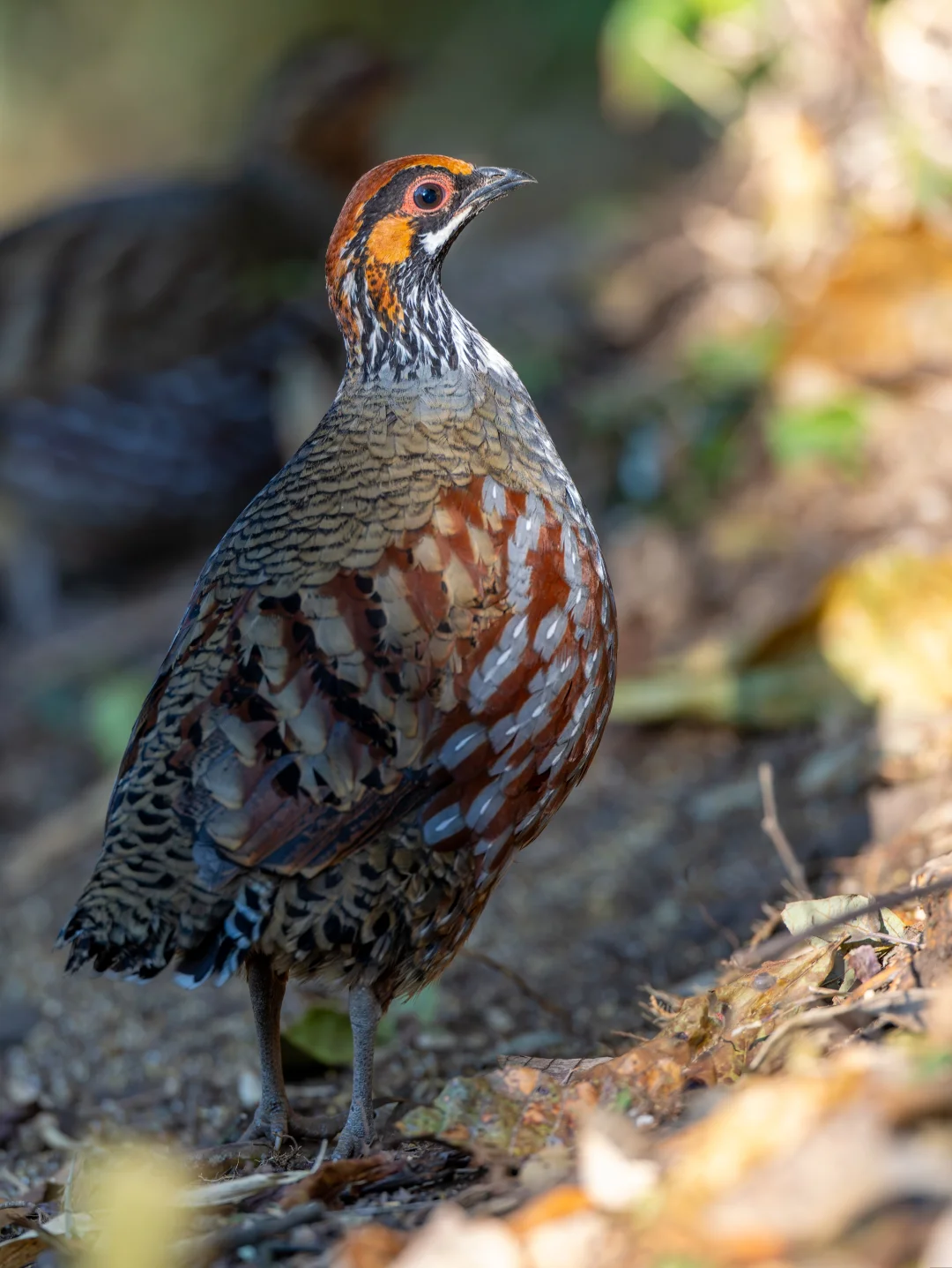 徒步8公里看到4次环颈山鹧鸪