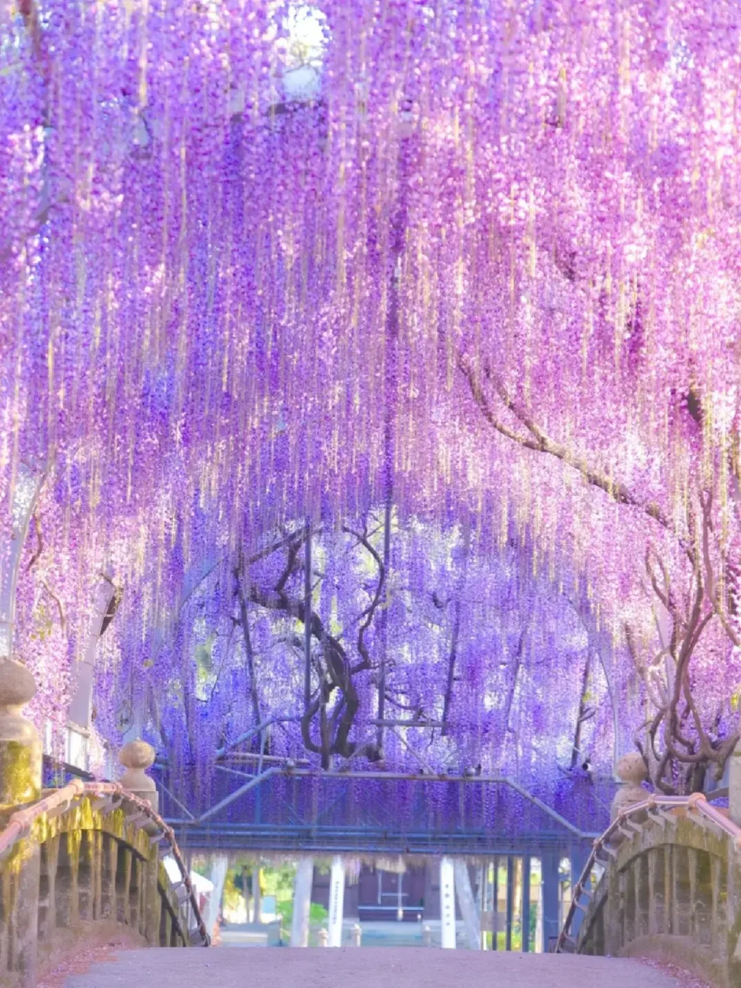 日本福冈丨穿过这条紫藤隧道，走进紫色梦乡