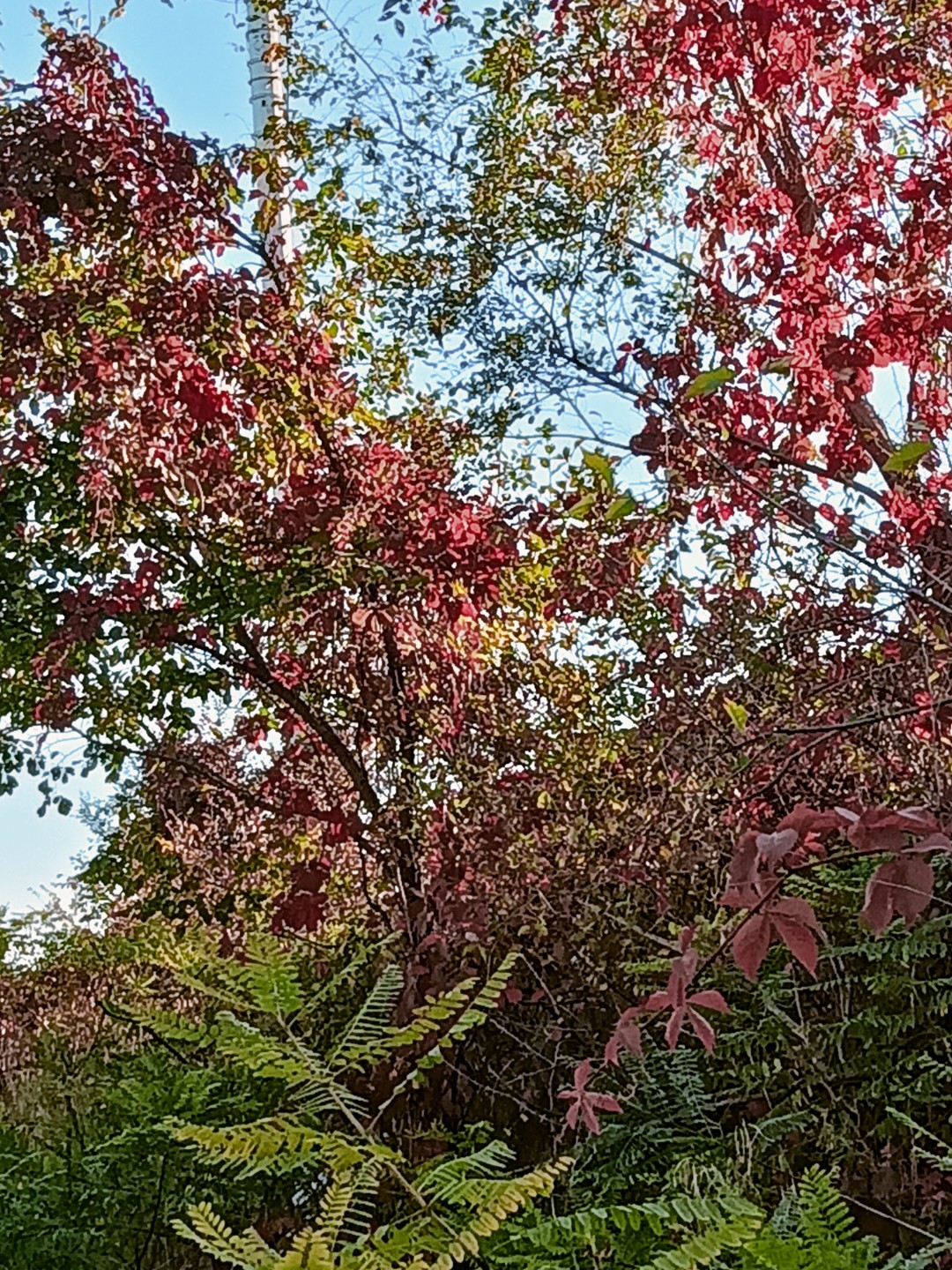 我最近随手拍了张公园的秋景照。那天周末去公园赏秋，看到湖边的景色美极了...