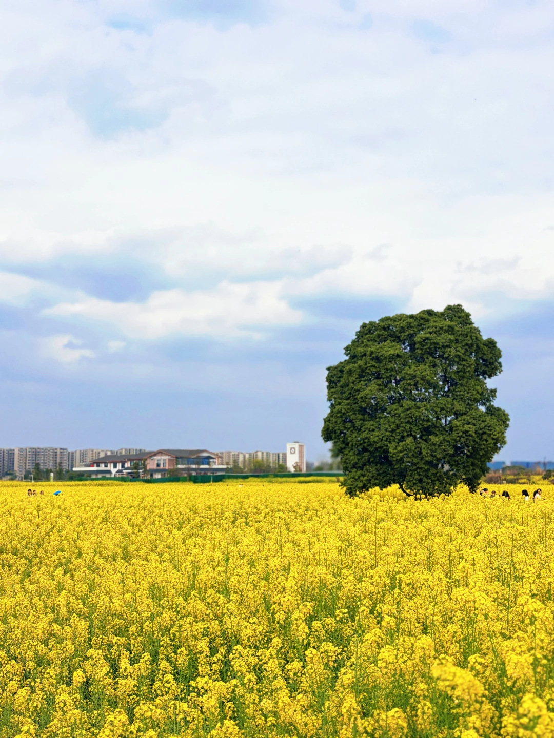 油菜花田里的飞机起落——成都春天的限定浪漫