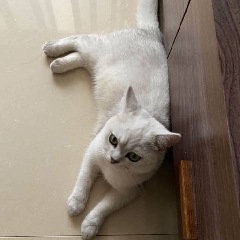 没蛋的芝士