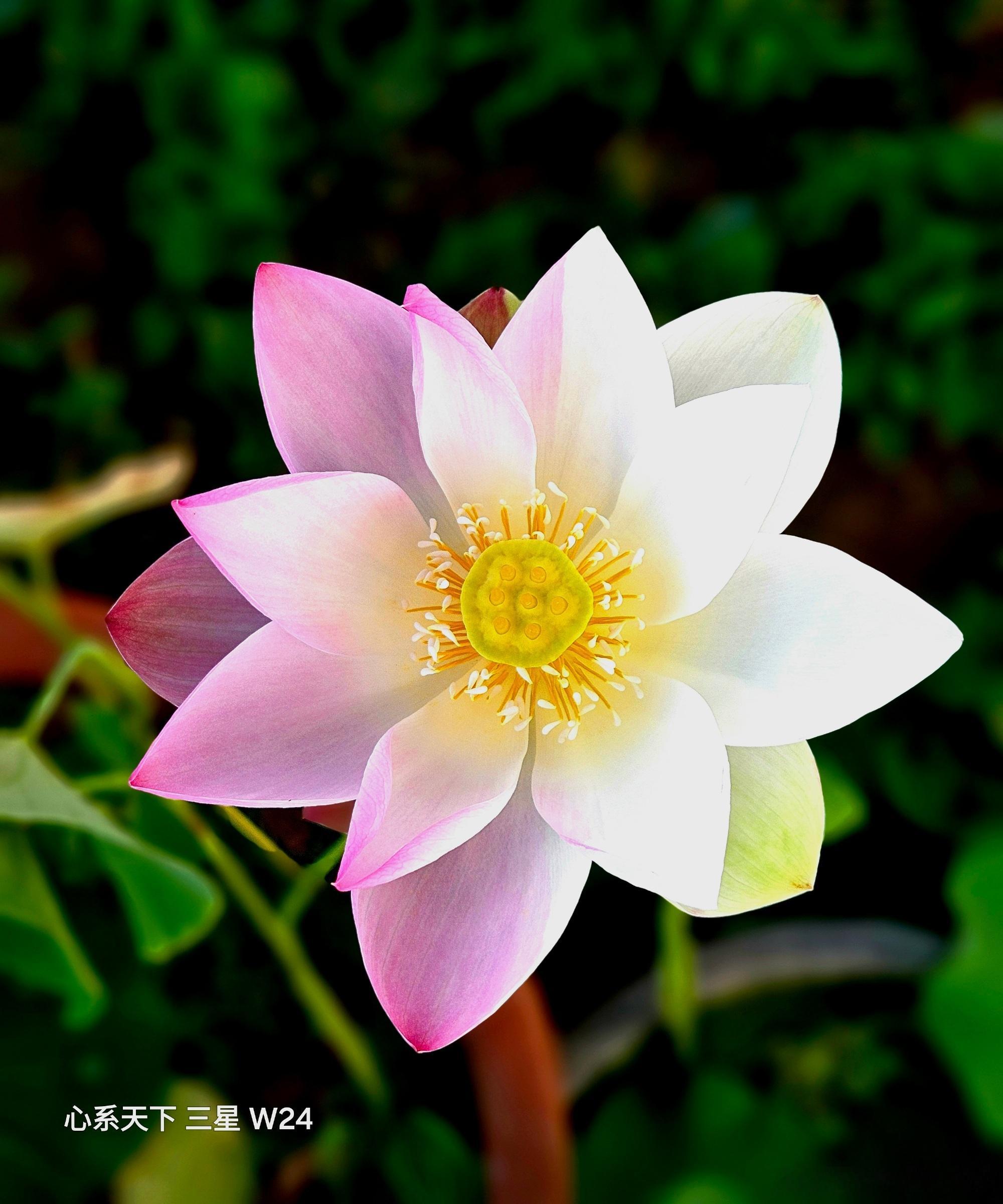 定知移种自仙家，红白中分两色花。气聚阴阳终配位，幻来金火合抽芽。神丹半...