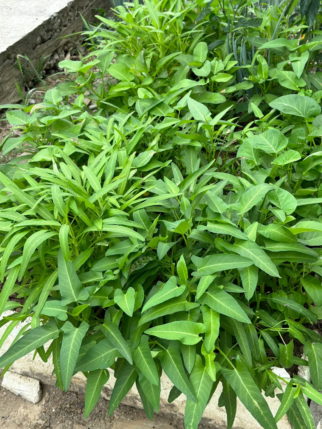 老家最幸福的就是种的菜根本吃不完