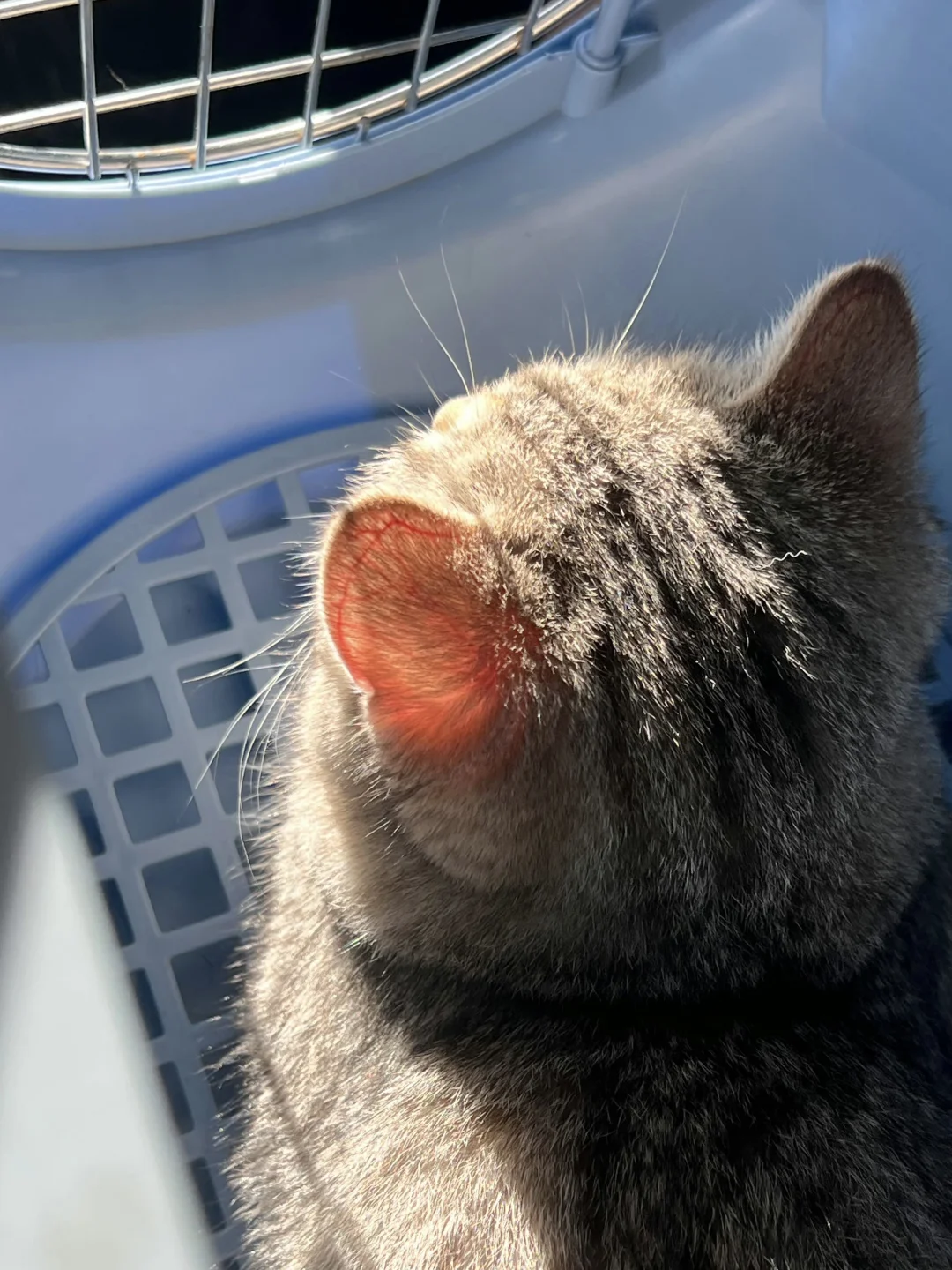 小猫耳朵粉粉的