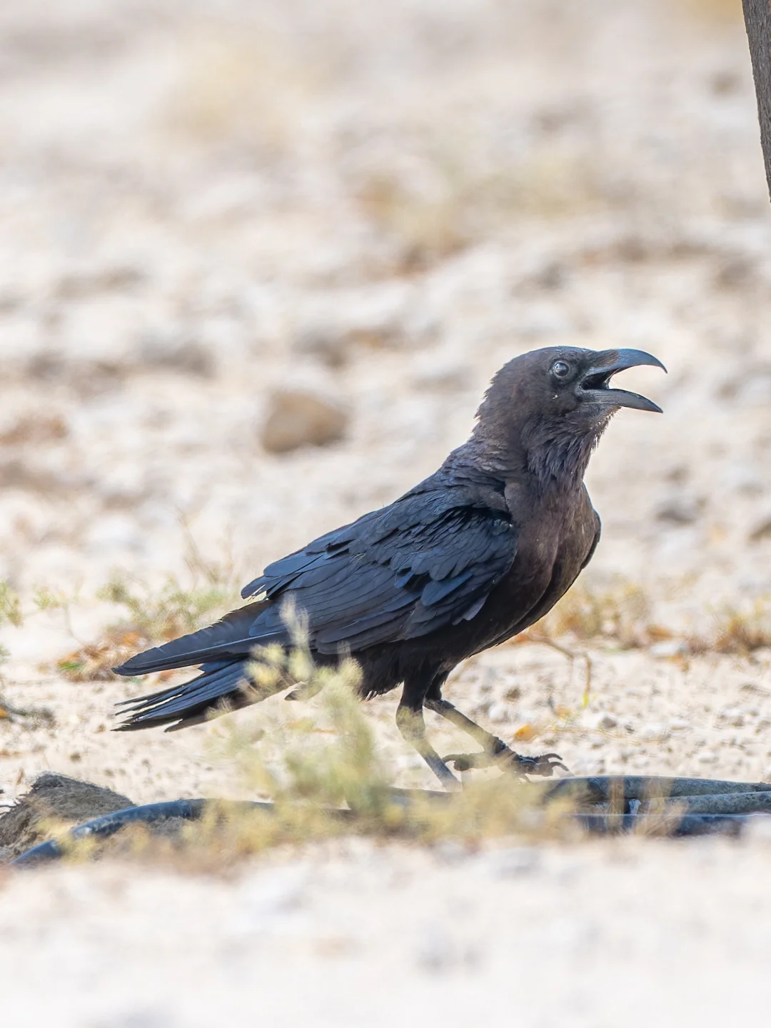 这是生活在沙漠里的独特乌鸦：褐颈渡鸦