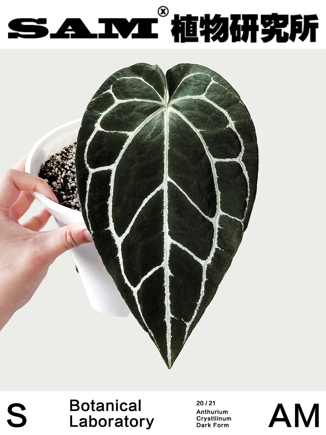 黑水晶花烛｜A. Crystllinum 'Dark Form'