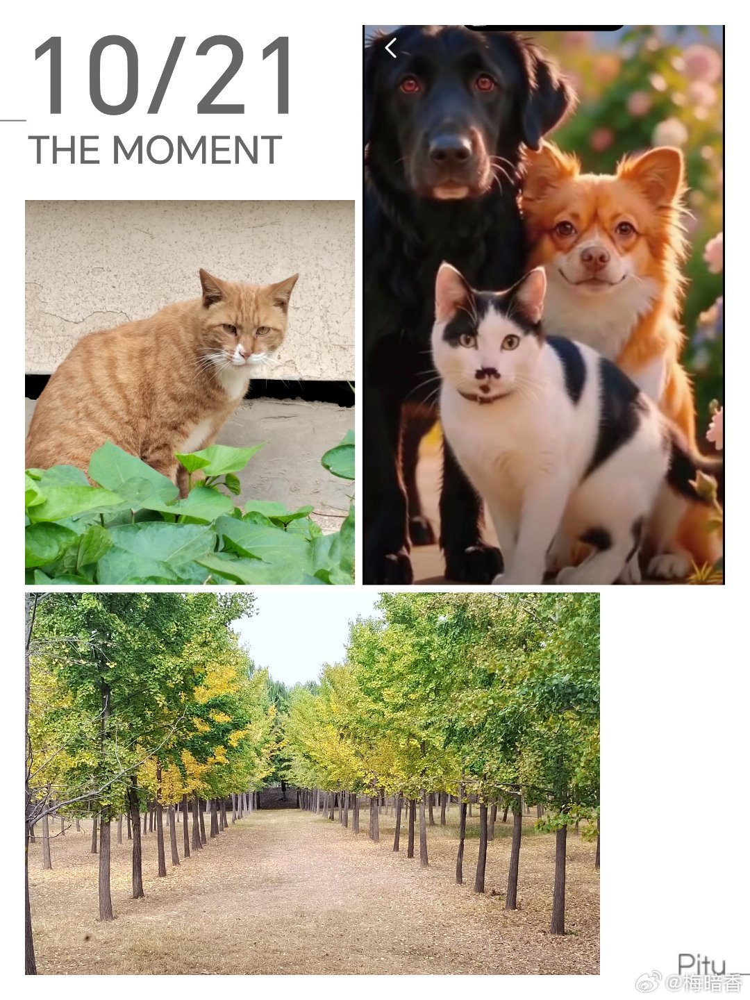 丫头说，最近太忙了，不知道谁一直往喂猫点扔猫，各种品种猫，都四五个月大。丫头把猫一个又一个带回家。慢慢找领养吧。天冷了，他们在户外难活。我说是繁殖户跑路了吧？有过繁殖户跑路扔猫，是在小区里“放”了几十个猫，各种花色各种年龄段，健康的、有病的。不想干了，干不下去了，就扔。这些繁殖户不是缺德，是无德。讽刺的是，丧良繁殖户年复一年的做着买卖，心安理得，而他们扔出来的猫，却是一些人随时随地暴发的恨意和恶意，甚至伤害。何解？晚安，亲爱的宝贝！抵制后院猫宠物