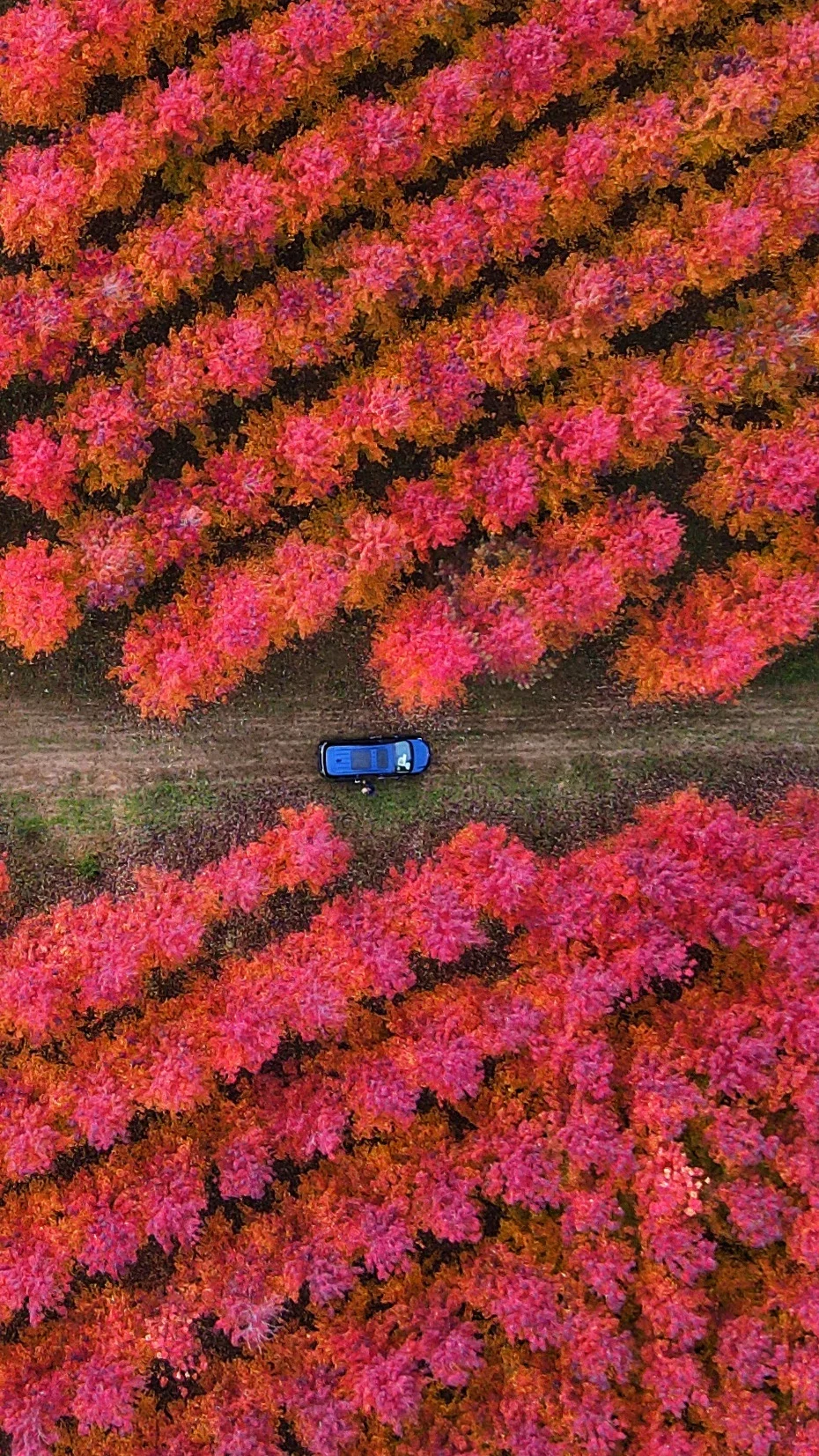 𝟐𝟎𝟐𝟓北京第一波秋景‼️红枫➕白蜡变色啦