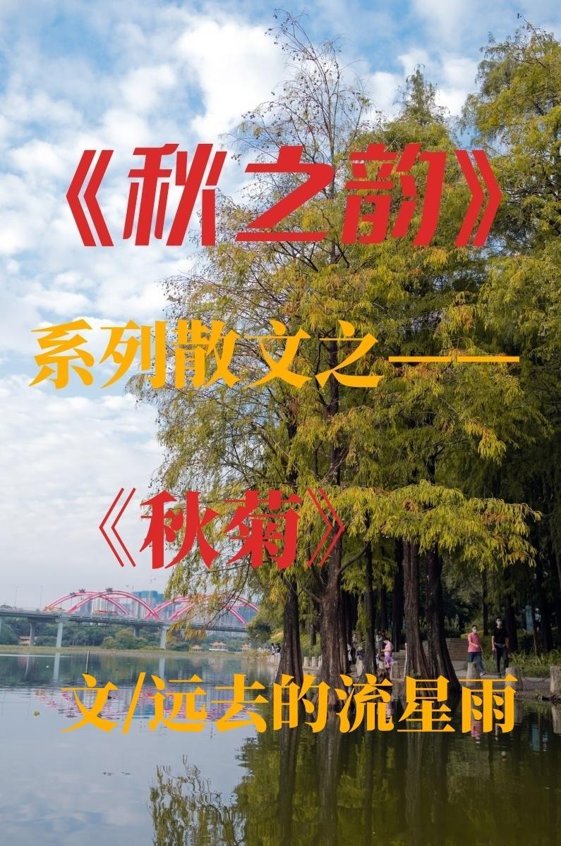 #百度贴吧[超话]# 
《秋之韵》

系列散文之——

《秋菊》

文/远去的流星雨

中秋节，去了趟双塔寺，菊花还只是些青绿的骨朵，紧紧地攥着小拳头，像藏着什么的秘密。前一天一场轻霜过后，再看时，那些拳头竟然松开了——慵懒地，一片一片地往外翻，像刚睡醒的人慢慢睁开眼睛。金黄的颜色从花心往外洇 ​