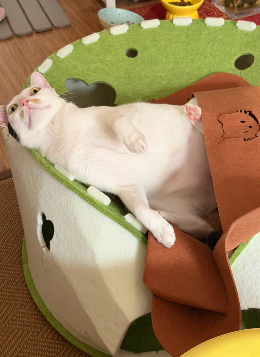 更新了！没睡够懵懵的今天是拽拽的小猫咪：我拆我猫窝，铲屎官它是不敢说话的！ ​​​