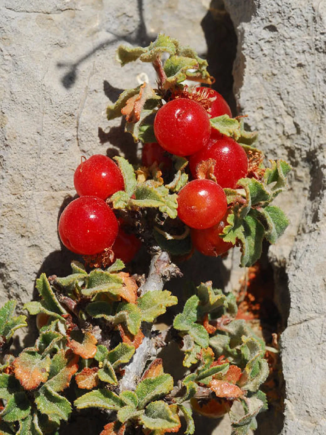 稀有浆果～岩石缝里的樱桃Prunus prostrata