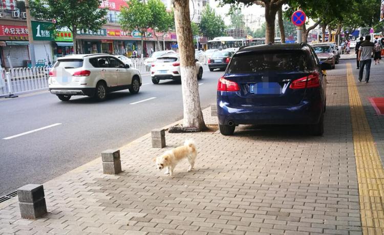 流浪狗又一起! 青岛一流浪狗“翻脸”咬伤67岁老人 城市狗患何时休