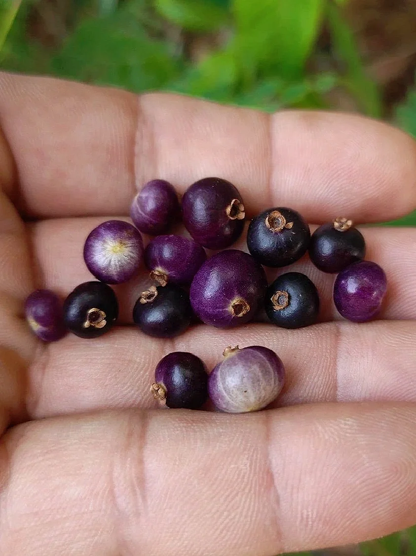 南美洲稀有浆果myrcia sp Roxo