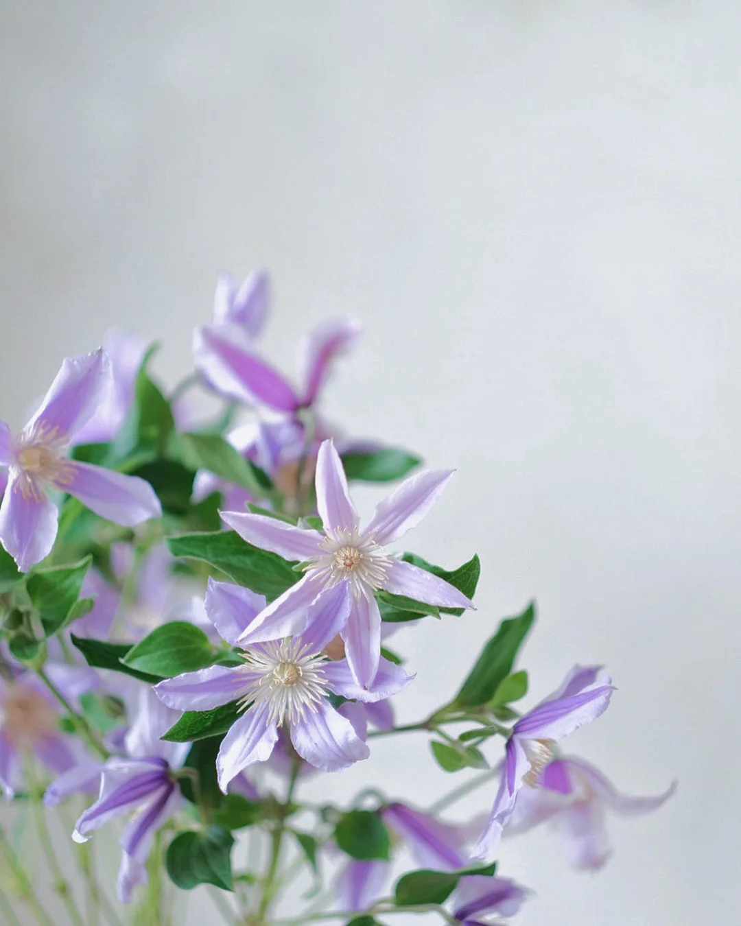 带你每天认识一种花材137｜铁线莲