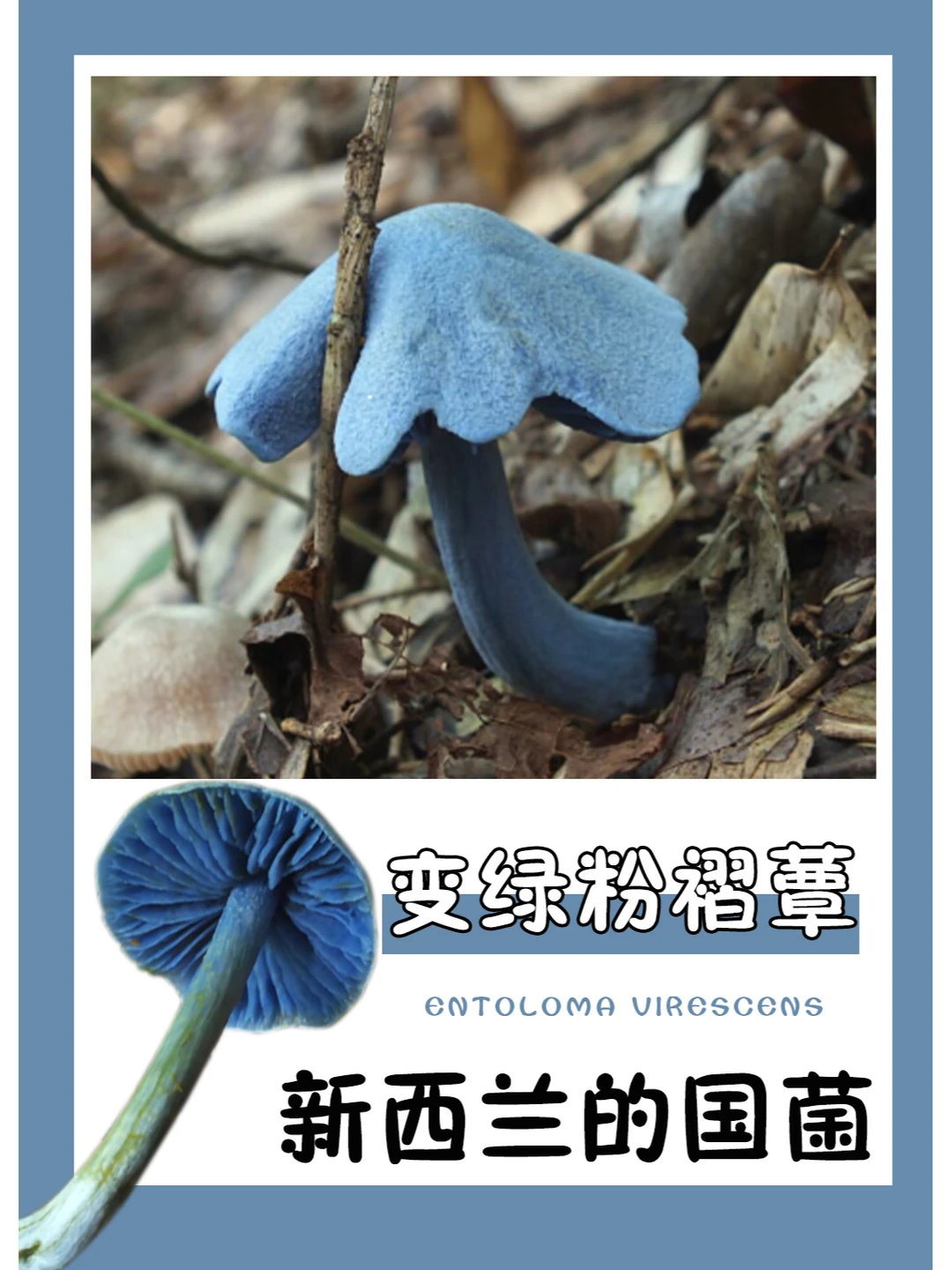 自然中少见的亮蓝色野生菌