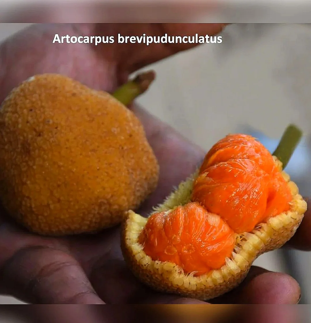 稀有榴莲蜜Artocarpus brevipedunculatus