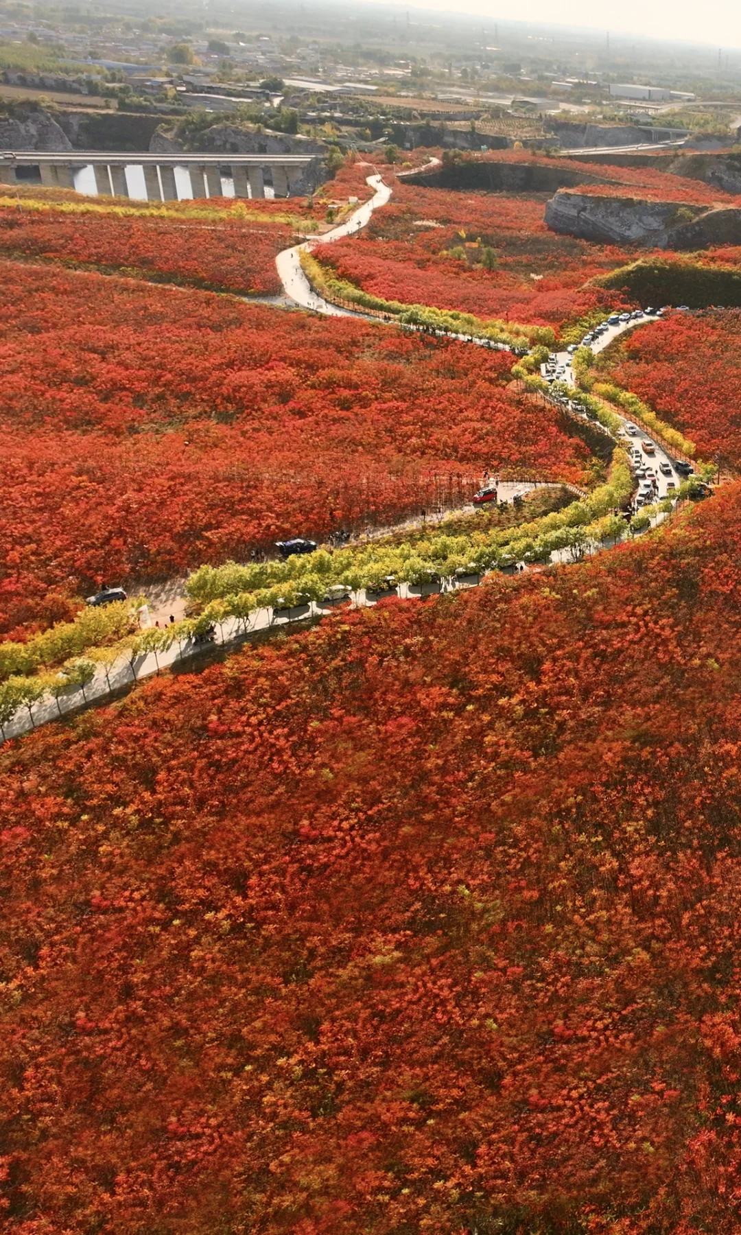 才知道什么叫满山红遍🍁北京这场盛大的秋‼️