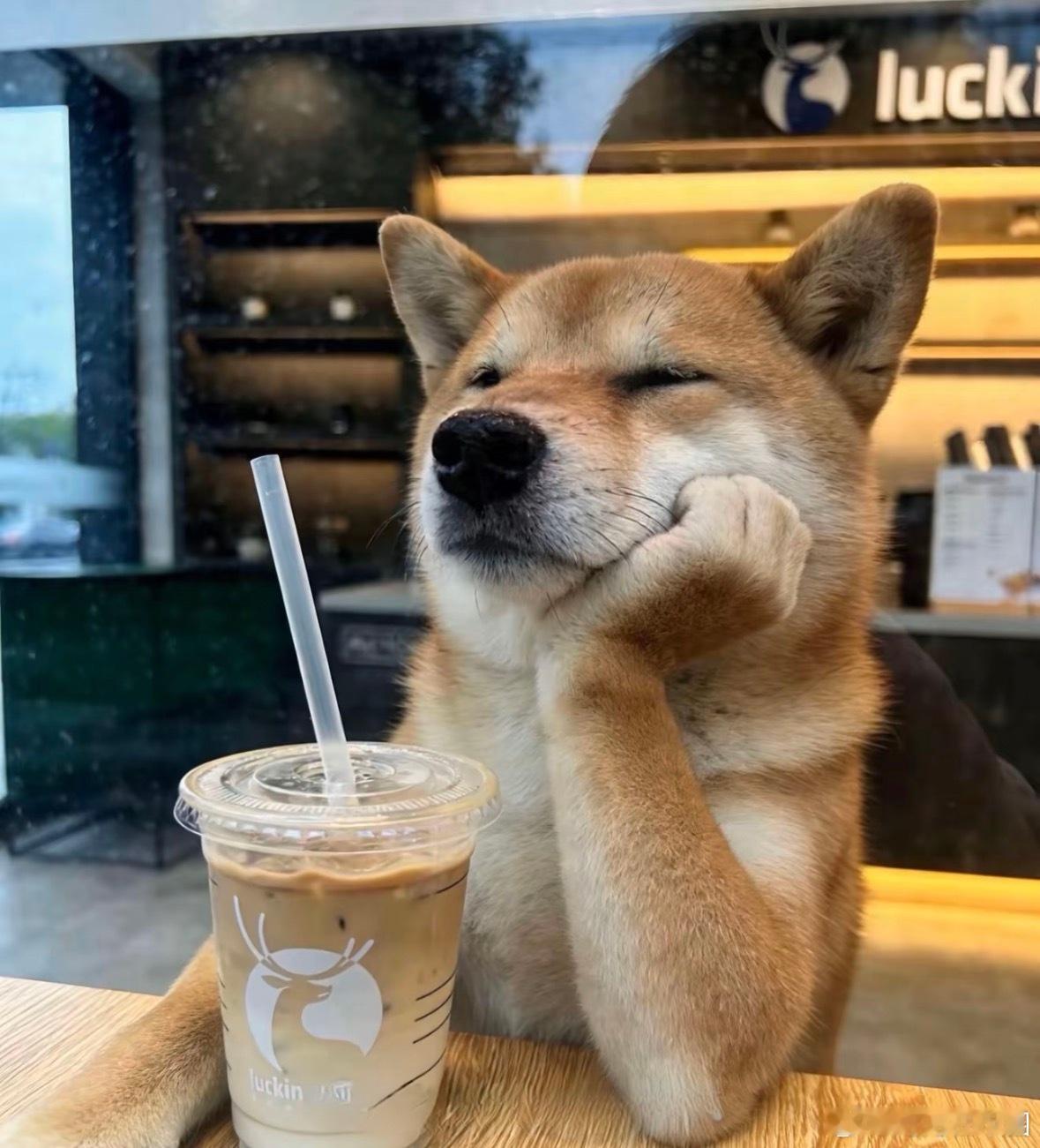 #币圈稀饭[超话]#  $DOGE 这次是真的有点不一样了🐶
以前还得等马斯克出来喊两嗓子，DOGE才有点动静😂
但现在的DOGE，感觉已经慢慢走出了自己的风采，不需要谁来带节奏，自己就能吸引市场的目光。
作为MEME板块的老大哥，这种独立行情一旦走出来，想象空间还是很大的👀
所以今年的登月计划，是不 ​