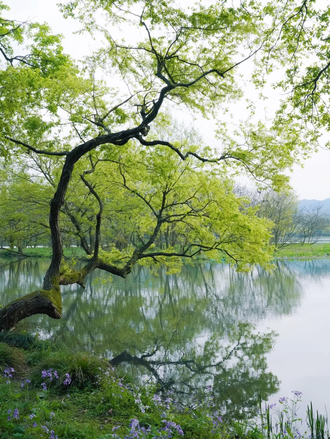 别去挤太子湾啦❗️这才是杭州春日花园 美哭