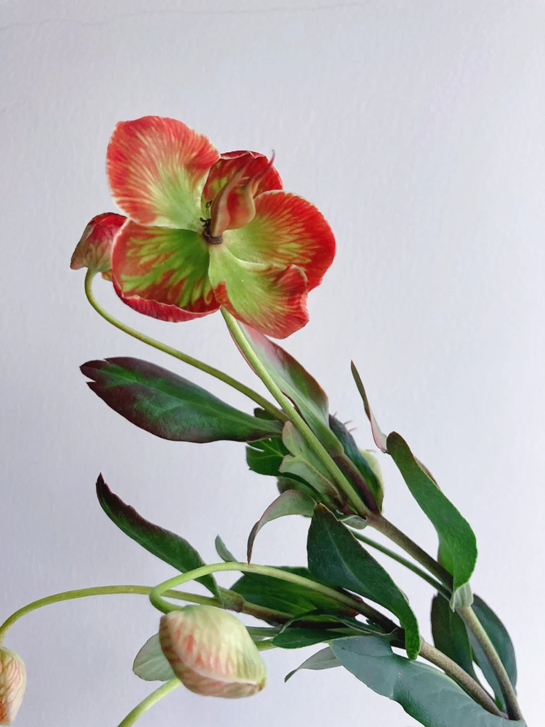 带你每天认识一种花材145｜吸色菟葵