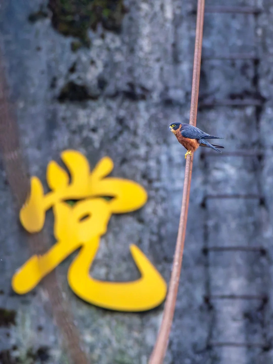 党隼，接见了我们！