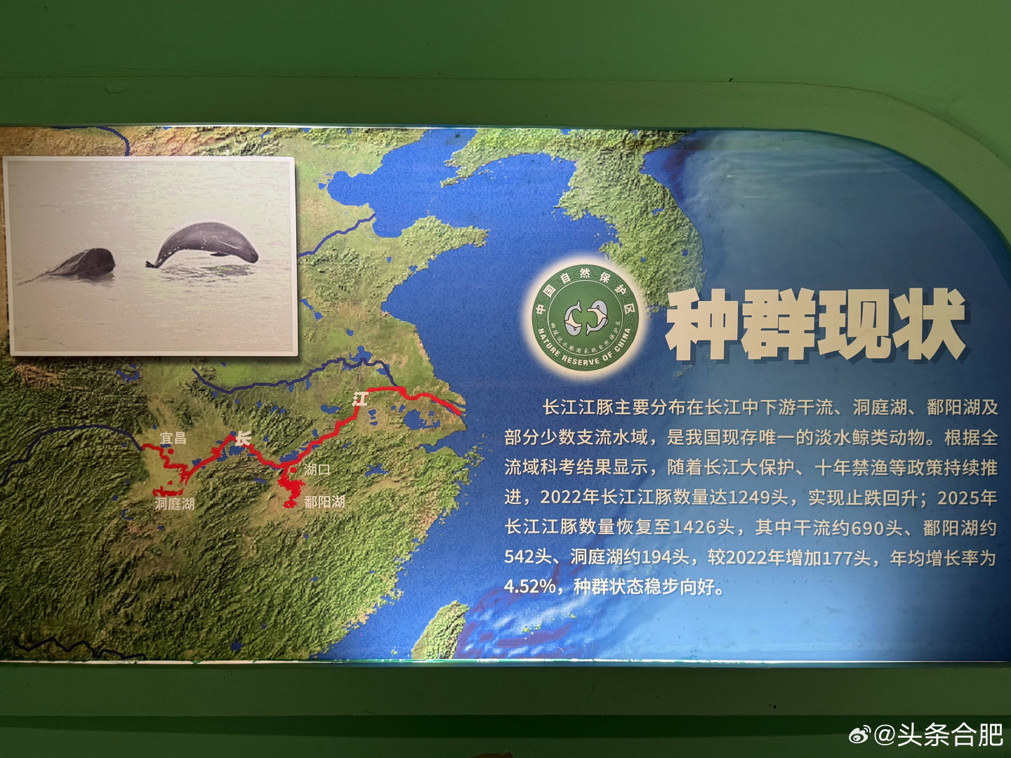 #自媒扬新风徽聚好故事#下午采风团一行来到铜陵江豚自然保护区，这里有11头江豚，每天固定时间会出来吃饭，江豚外号“江猪”，你们见过吗？[吃瓜]  ​