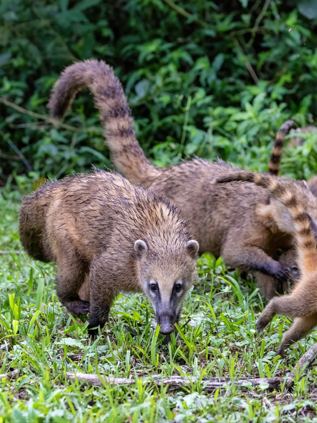 超可爱南美浣熊Coati一家人出门巡游