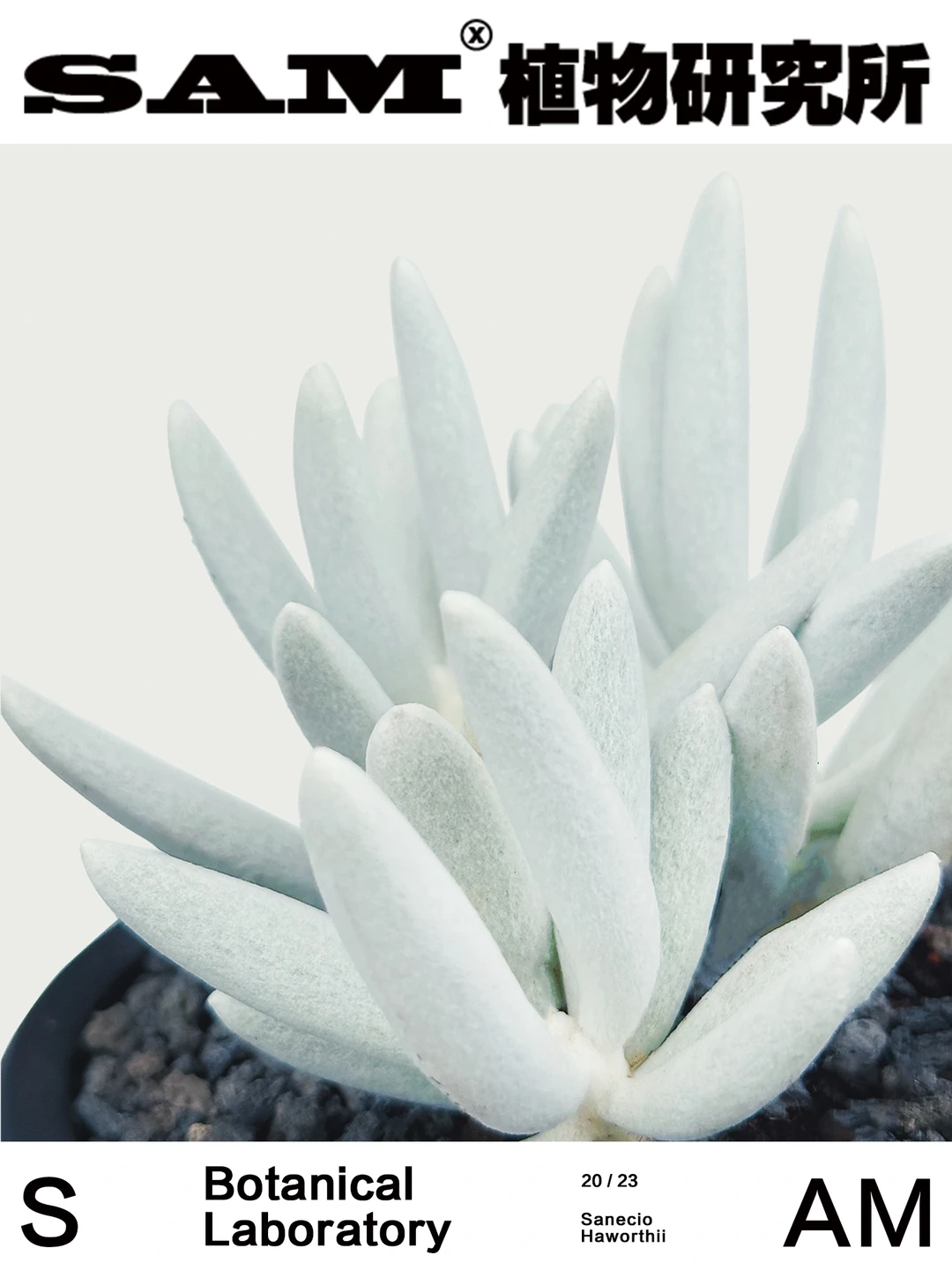 银月｜Senecio Haworthii Sch.Bip.