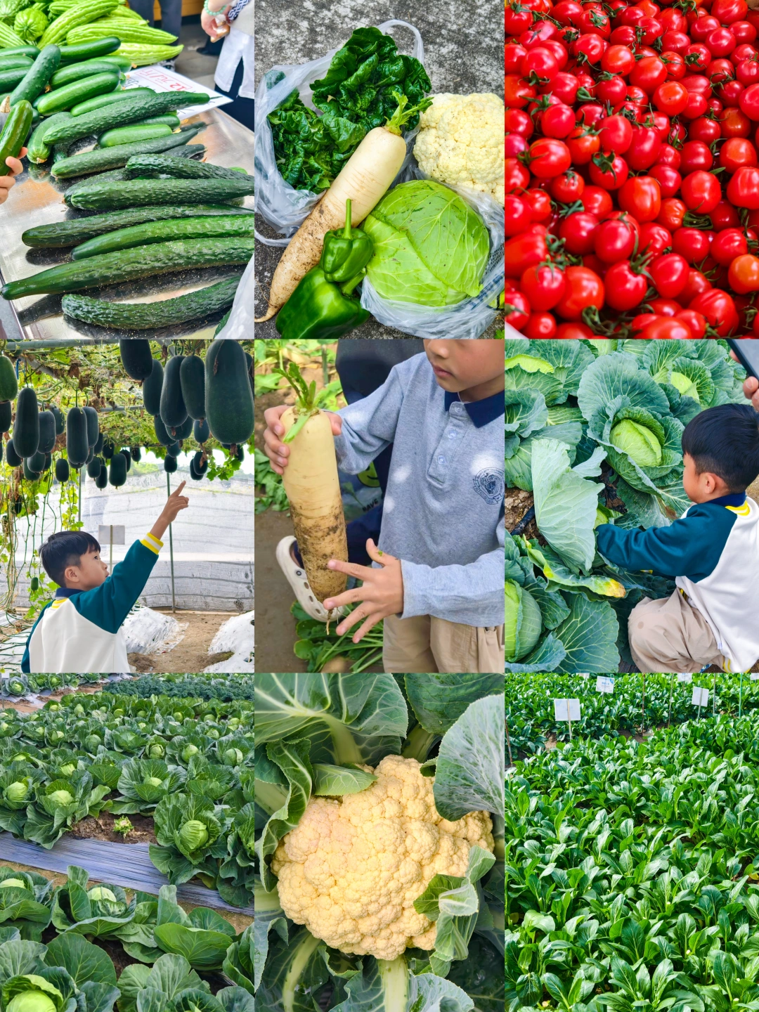 第一天开放📢免预约！品种超多！先听我说