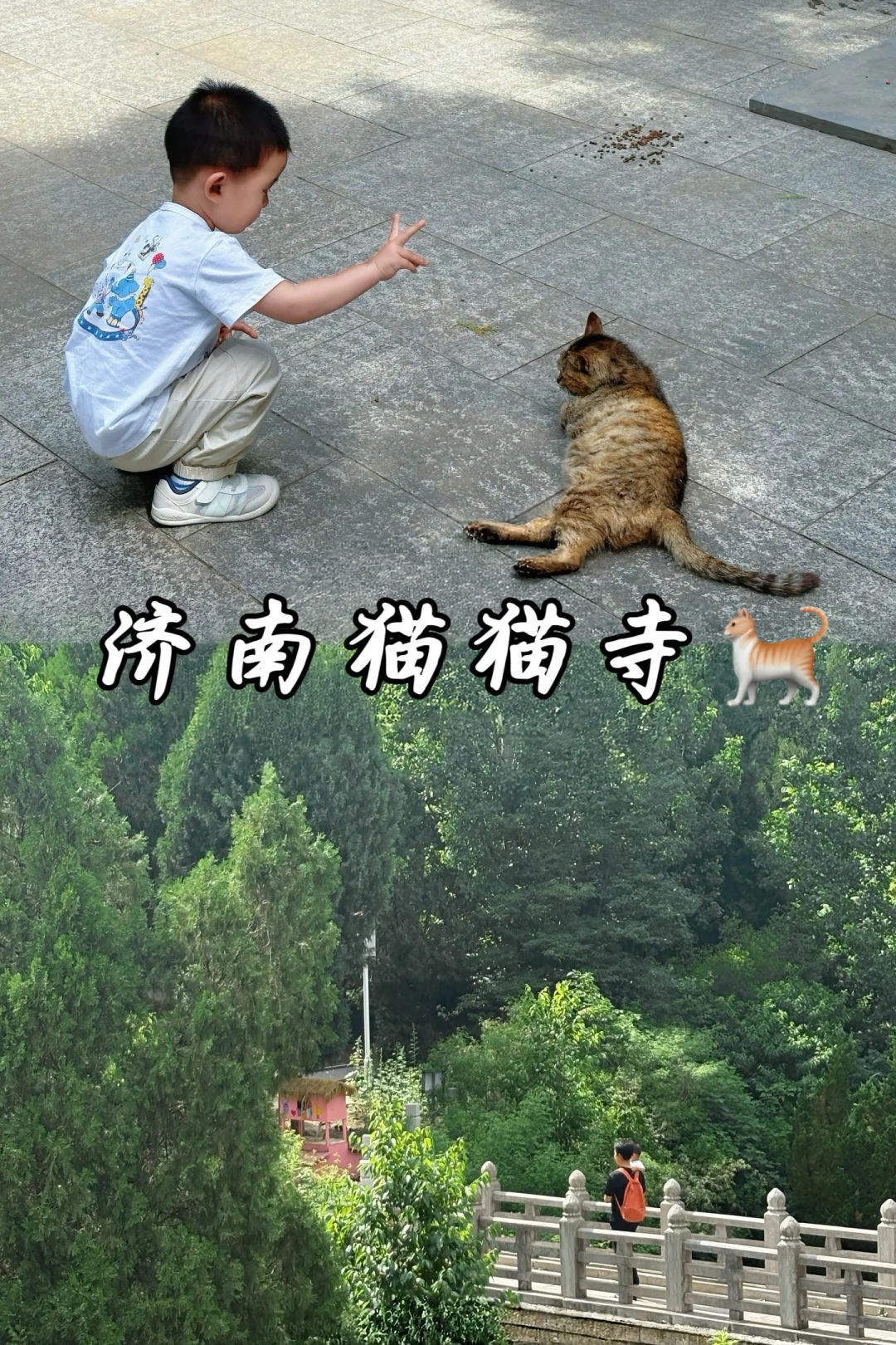 济南千年古刹被小猫占领啦，新晋撸猫地