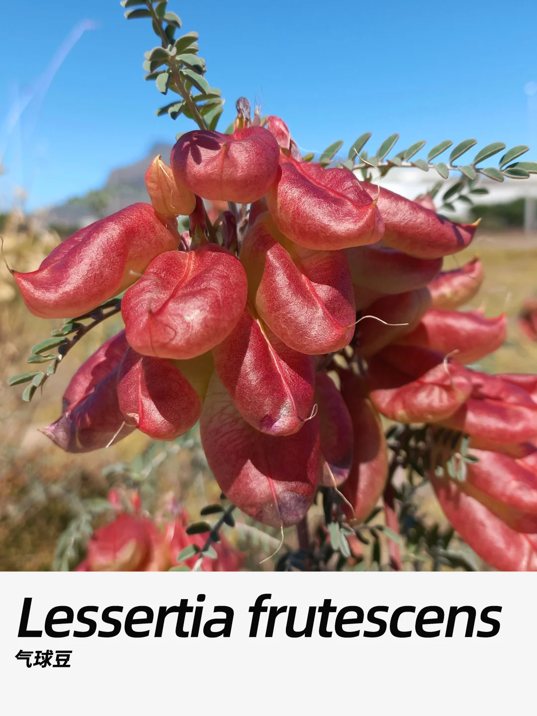 带你每天认识一种花材407｜气球豆