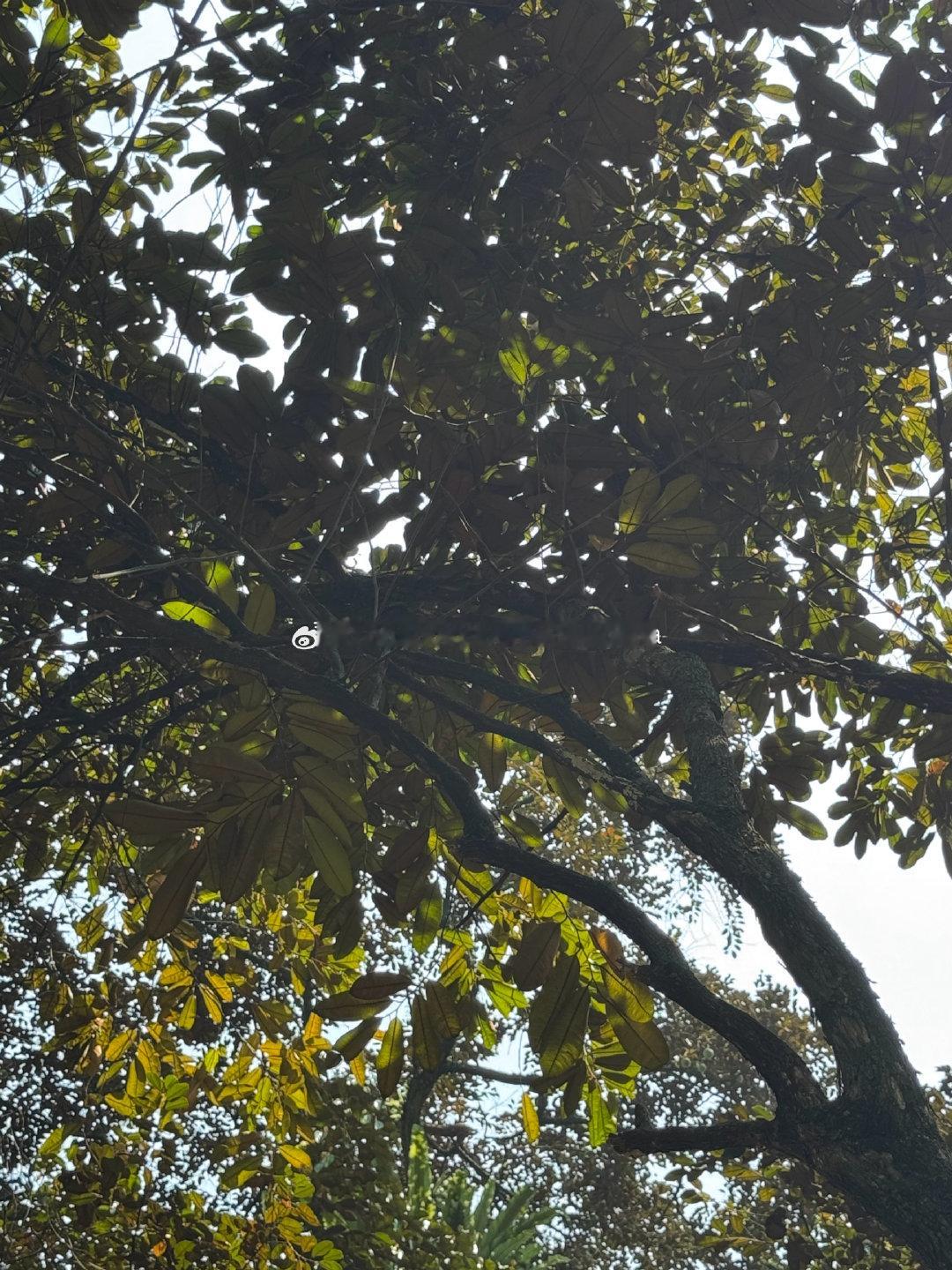 Fig.1泽苔草Caldesia parnassifolia泽泻科
Fig.2星苹果Chrysophyllum cainito山榄科
Fig.3-7 Sterculia 锦葵科苹婆属
Fig.8-9 Mucuna novo-guineensis油麻藤属 ​