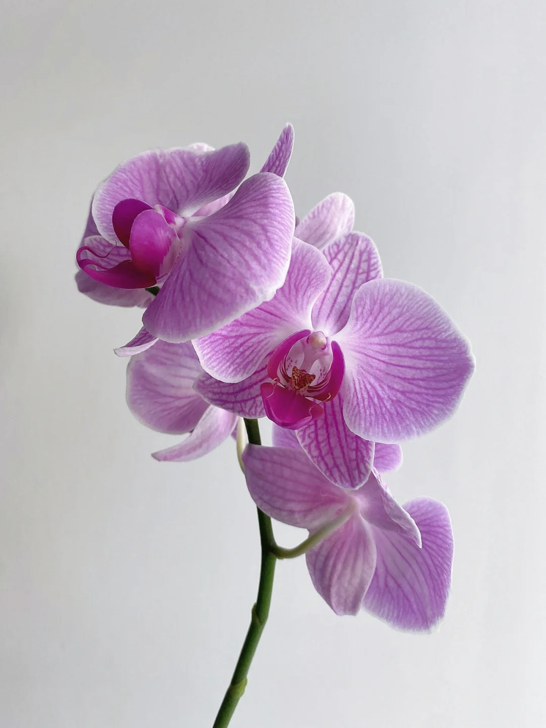 带你每天认识一种花材151｜蝴蝶兰-玲珑公主