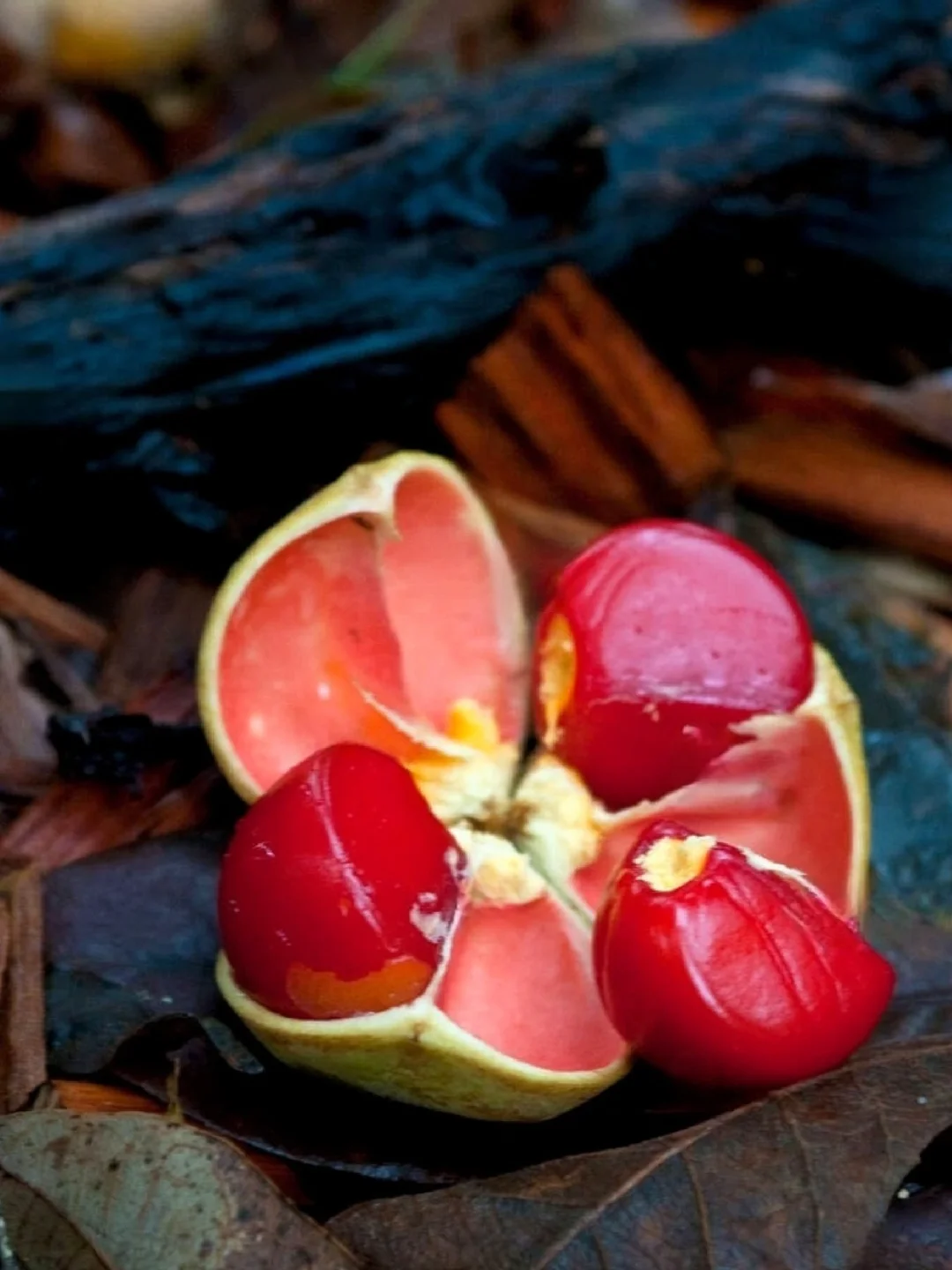 稀有浆果～澳洲小叶罗望子Diploglottis