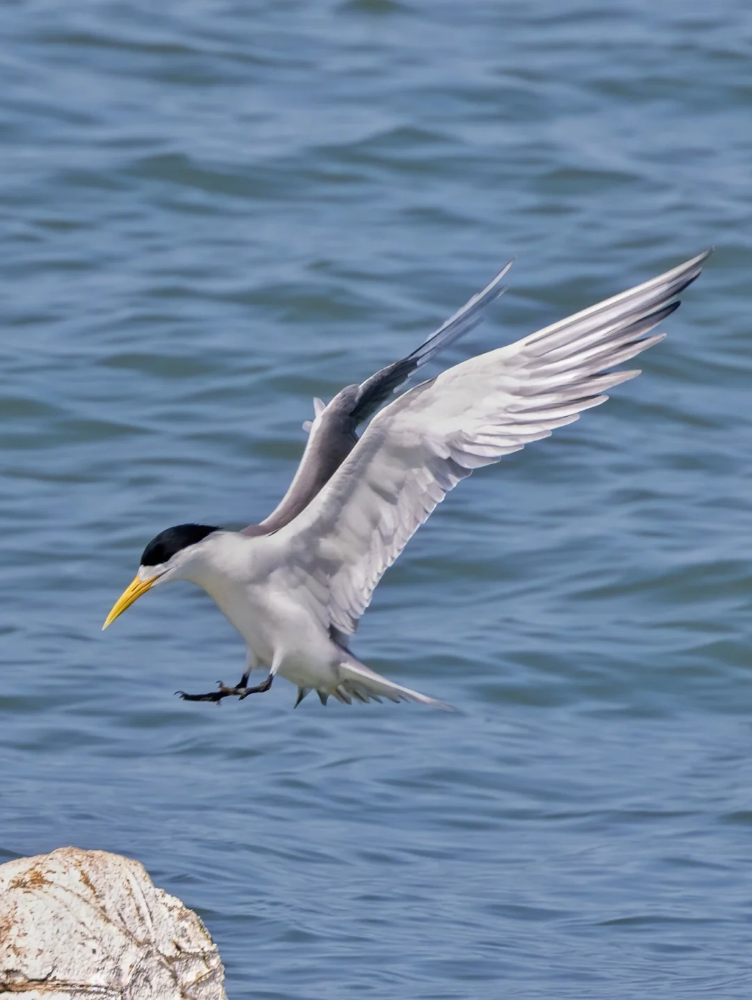 优雅的大凤头燕鸥展翅！