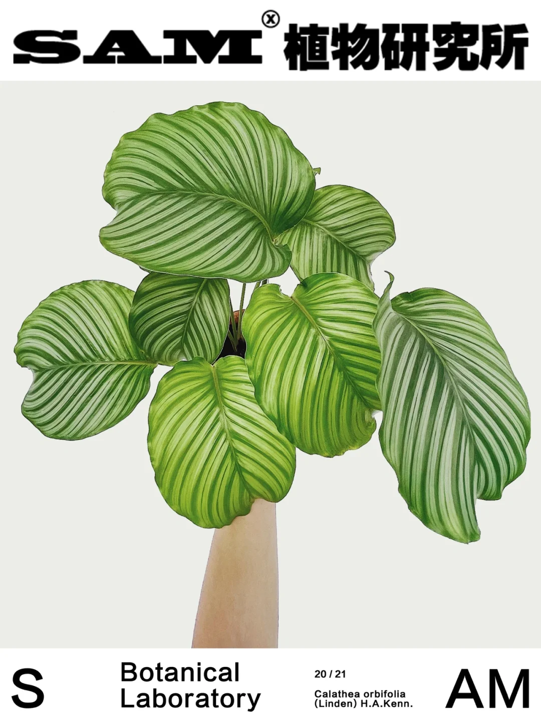 青苹果竹芋｜Calathea orbifolia.