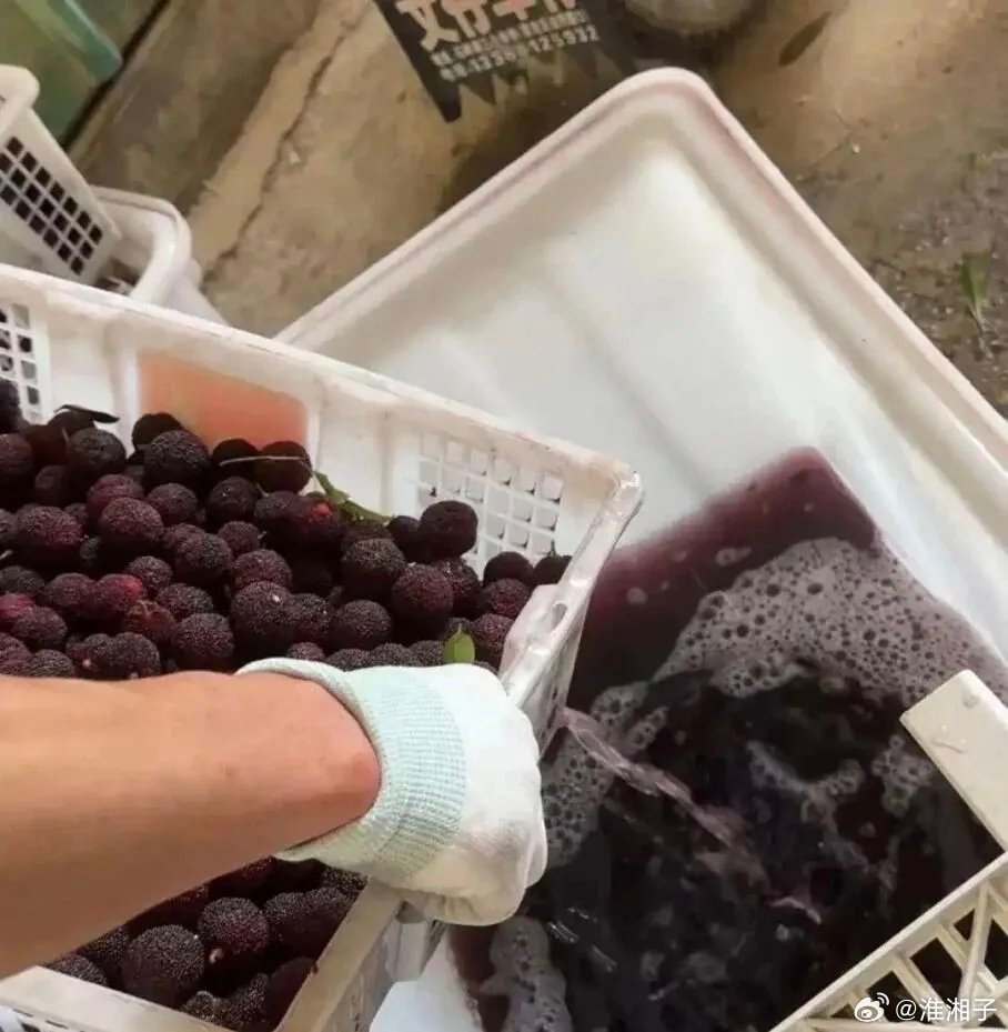 【一边是果农生计，一边是食品安全，漳州杨梅困境该如何破局？】    据...