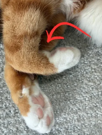 为什么猫腿上有“胡须”？