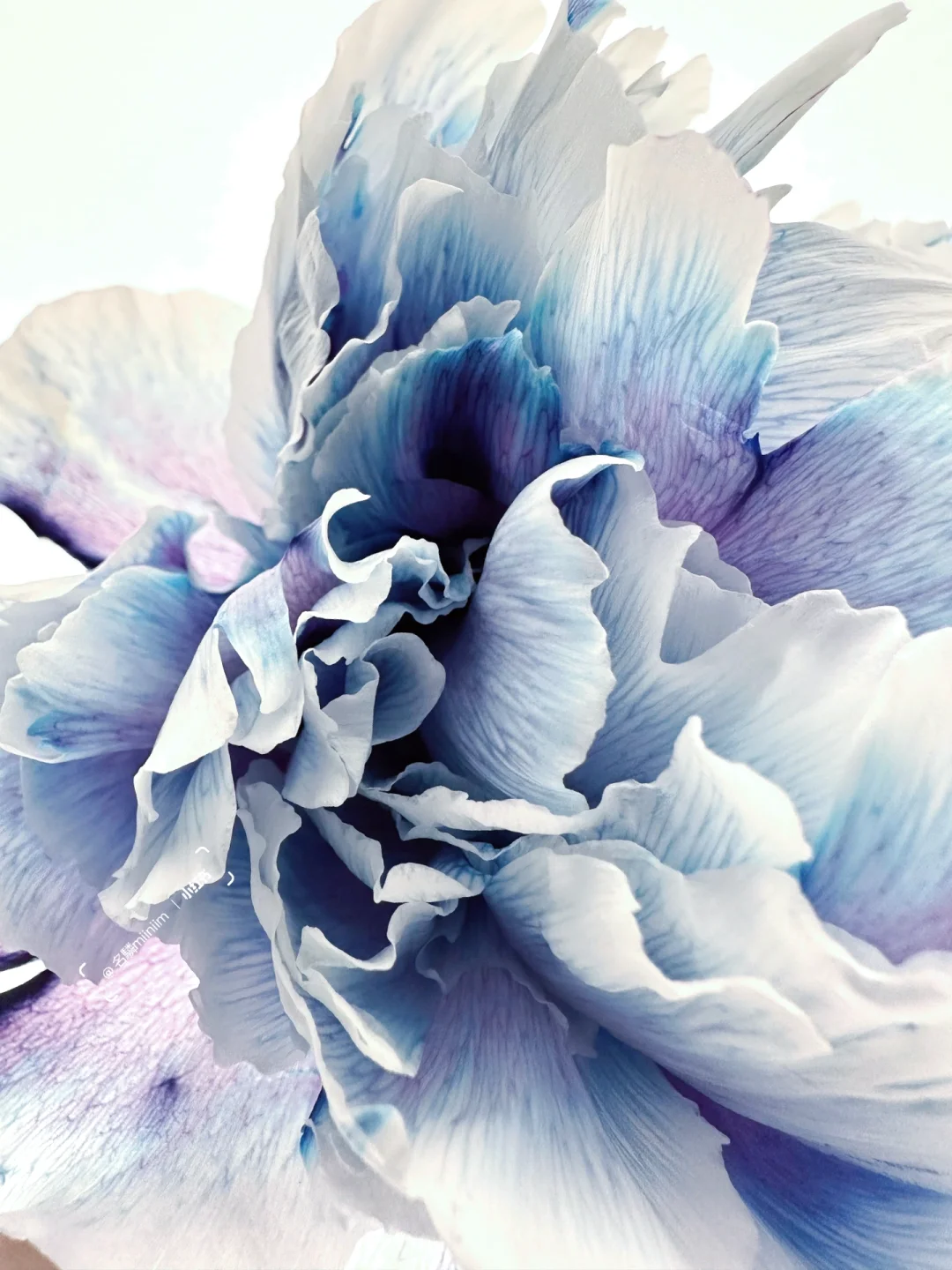 吸色芍药｜宁静的海浪⚪️🔵