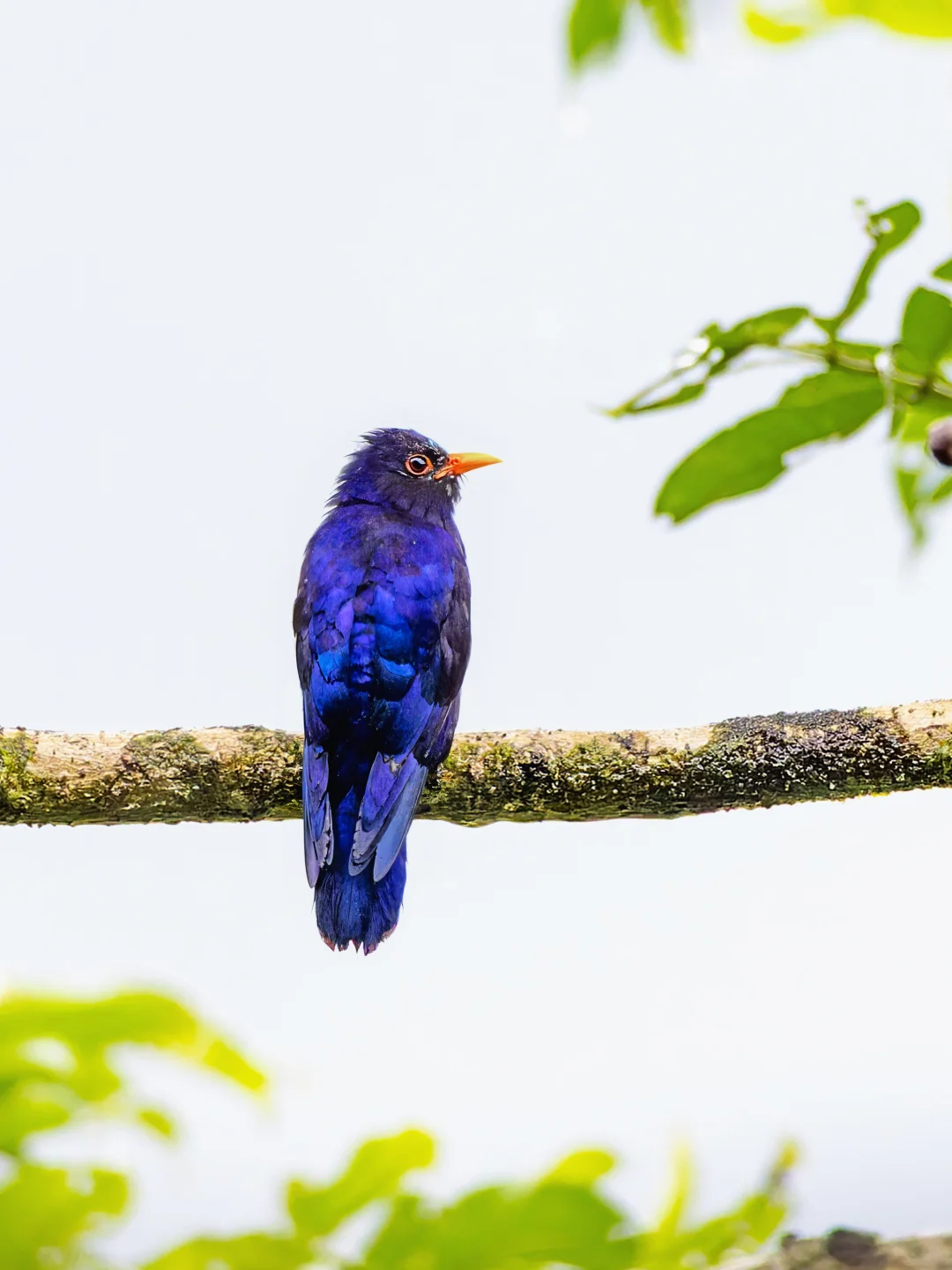 这只小鸟真是好紫啊！