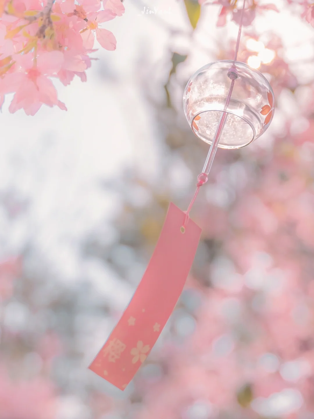 厦门赏花｜出片率100%的超美樱花终于开了‼️