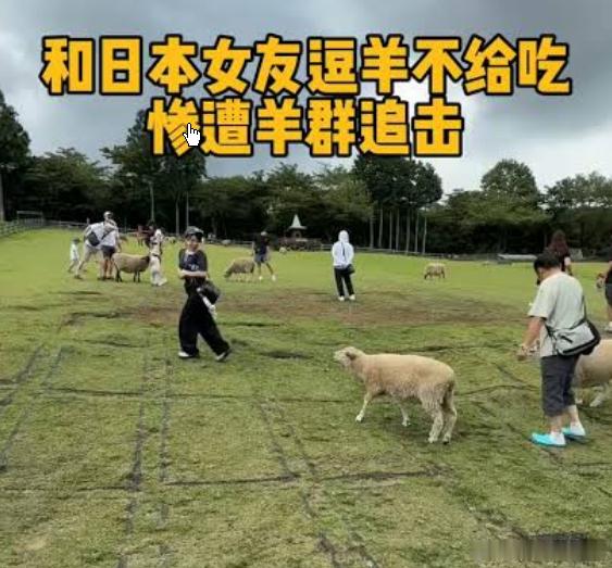 羊群直接躺路中间“休息” 警方回应#羊群直接躺路中间“休息” 警方回应#小伙徒步时高反 野外支帐篷躺卧3天# 厦门集美区近日出现居民饲养的羊群在城市道路上过夜的罕见景象，甚至有人看到羊群躺在人行横道中央。

10月14日清晨，一位网友上传了一段视频，视频显示几只黑山羊在厦门集美区河美新城附近的 ​
