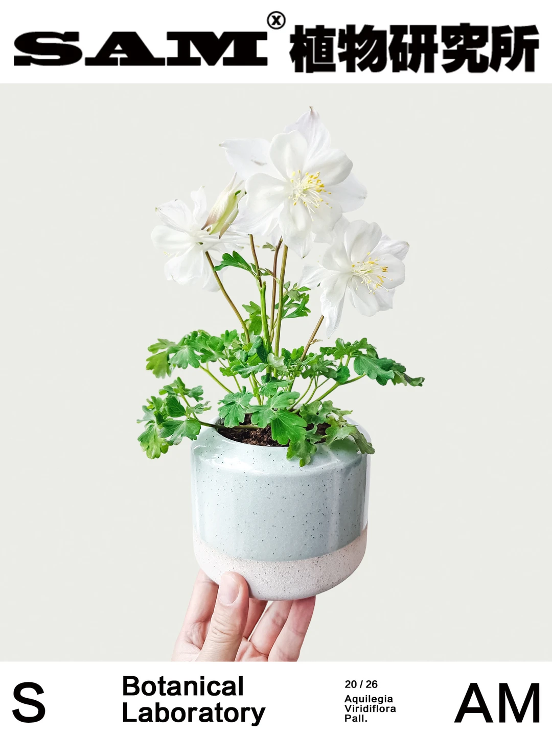 耧斗菜｜Aquilegia Viridiflora Pall.