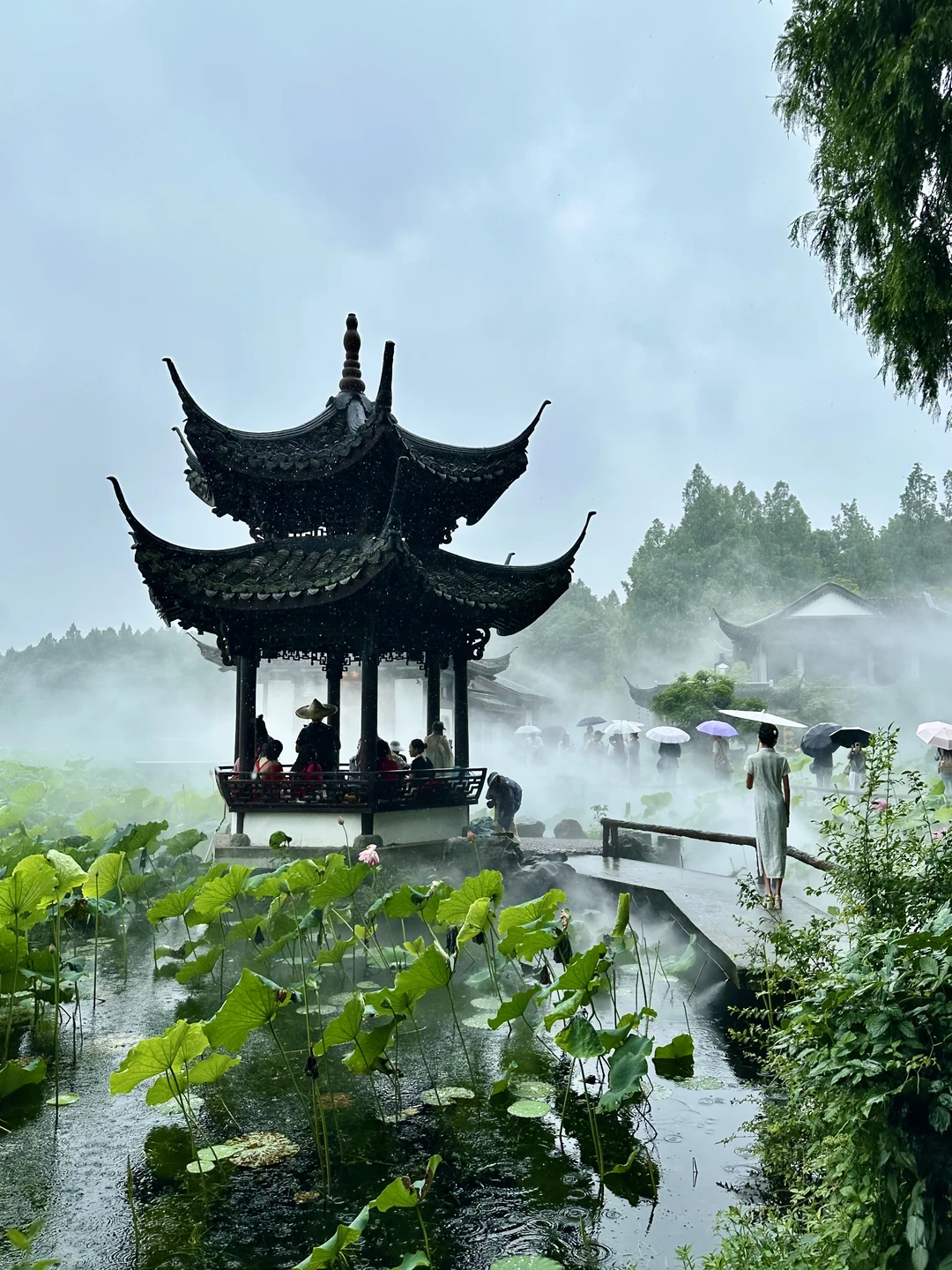 6.24 Live！暴雨中的雾西湖鲨疯了❗️❗️