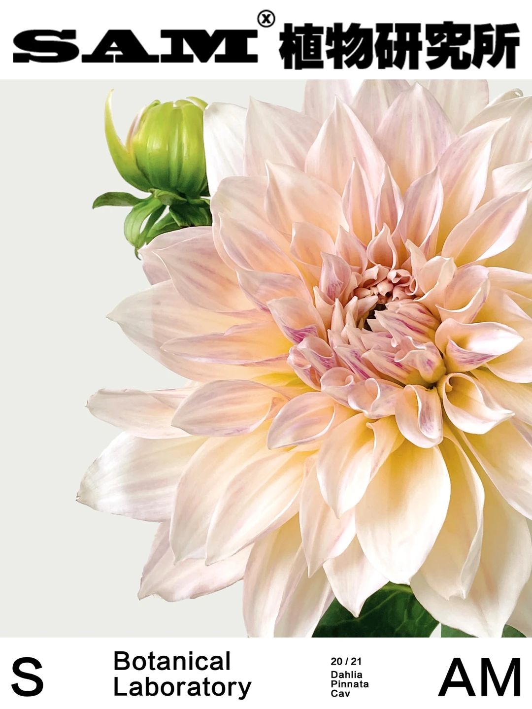 牛奶咖啡大丽花｜Dahlia pinnata Cav